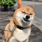 犬の『アゴが震えている』ときの理由4つ　愛犬が感じている心理から注意すべきケースまで(ブログ)