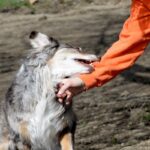 犬の『噛み癖』どうすれば治る？噛んでしまう理由からやめさせるための改善策まで(ブログ)