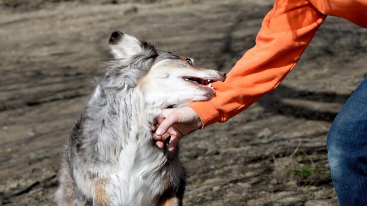 犬の『噛み癖』どうすれば治る？噛んでしまう理由からやめさせるための改善策まで(ブログ)