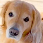 『ご飯にするぞー』と言うと、大型犬が…あまりにもお利口さんな『まさかの行動』に「ご飯用ハウス素敵」「顎載せポーズたまらん」と反響(ブログ)