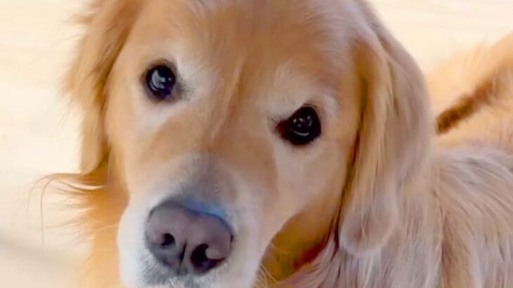 『ご飯にするぞー』と言うと、大型犬が…あまりにもお利口さんな『まさかの行動』に「ご飯用ハウス素敵」「顎載せポーズたまらん」と反響(ブログ)