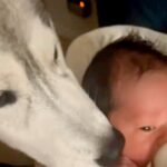 赤ちゃんが夜泣きをする度、大型犬が一目散に駆け寄り…感動的な『守っているかのような行動』が11万再生「癒やされた」「心強い」と称賛(ブログ)