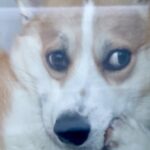 買い物から帰宅→留守番していた犬が窓際で…想定外だった『まさかの態度』に爆笑「吹いたｗｗ」「不貞腐れてて可愛すぎる」の声(ブログ)