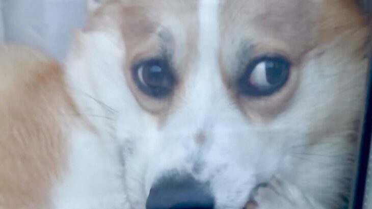 買い物から帰宅→留守番していた犬が窓際で…想定外だった『まさかの態度』に爆笑「吹いたｗｗ」「不貞腐れてて可愛すぎる」の声(ブログ)