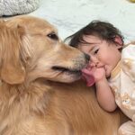 大型犬のことが大好きな１歳の女の子→甘えん坊に育った結果…涙が出るほど尊い『全力で可愛がる光景』が95万再生　独自スタイルの愛情表現に反響(ブログ)