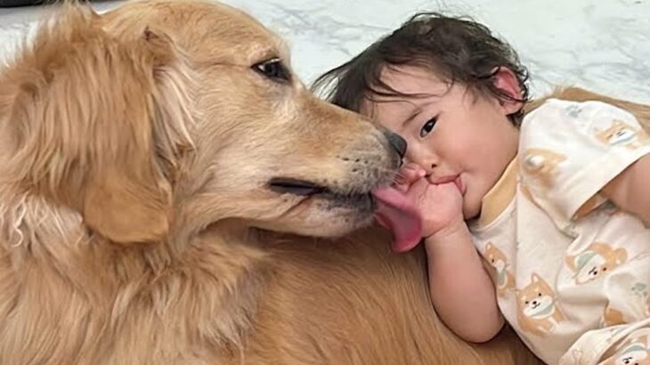 大型犬のことが大好きな１歳の女の子→甘えん坊に育った結果…涙が出るほど尊い『全力で可愛がる光景』が95万再生　独自スタイルの愛情表現に反響(ブログ)