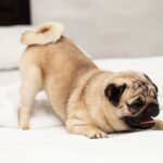 『クルクルなしっぽ』をしている犬種4選　可愛らしいワンコの特徴や魅力をご紹介(ブログ)