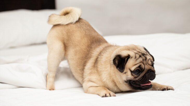 『クルクルなしっぽ』をしている犬種4選　可愛らしいワンコの特徴や魅力をご紹介(ブログ)