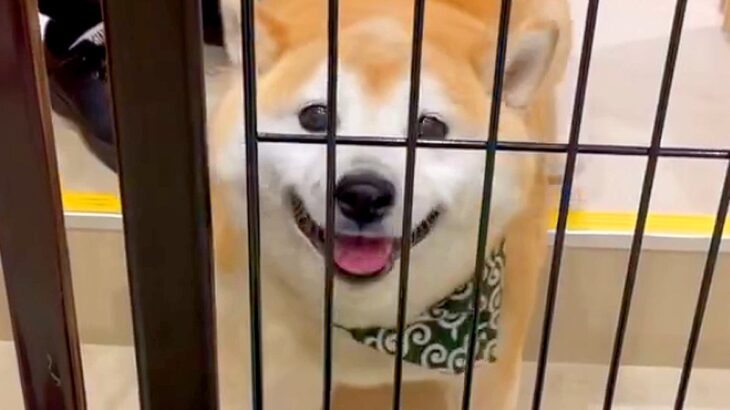 2時間、犬をシャンプーのため預けようとした次の瞬間…離れたくなくなる『お別れをする光景』が13万再生「なんてかわいい」「鳴き声たまらん」(ブログ)