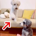 『こうだよ、こう…』オテの指示を無視する犬→見かねた兄犬が…優しい光景と『まさかの結末』に「ブレないｗ」「他人事で笑った」と3万再生(ブログ)