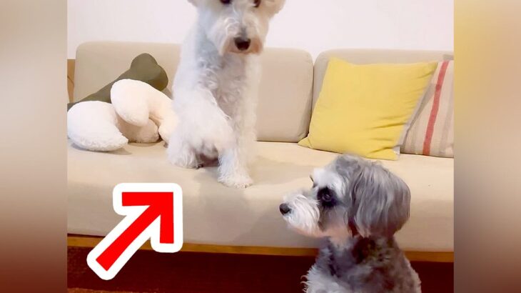 『こうだよ、こう…』オテの指示を無視する犬→見かねた兄犬が…優しい光景と『まさかの結末』に「ブレないｗ」「他人事で笑った」と3万再生(ブログ)