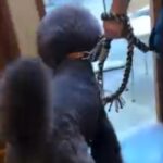 『輸血ドナー』のために病院へ向かう大型犬→嫌がるかと思ったら…まさかの『勇ましい足取り』が16万再生「元気もらった」「涙出た」と称賛(ブログ)
