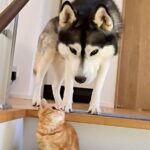 急いで階段を降りようとする大型犬→目の前に子猫がいて…まさかの『優しすぎる対応』が29万再生「お互い愛おしい」「なんて可愛い譲り合い」(ブログ)