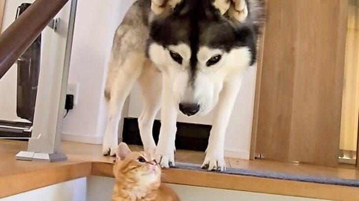 急いで階段を降りようとする大型犬→目の前に子猫がいて…まさかの『優しすぎる対応』が29万再生「お互い愛おしい」「なんて可愛い譲り合い」(ブログ)