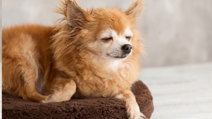 犬の13歳は人間に換算すると何歳？長生きに必要な食事・運動・ケアとは(ブログ)