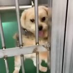 飼い主によって収容所に持ち込まれた犬→必死で檻をカリカリして…現在も続く行動と『意味の違い』に涙「幸せなカリカリで泣いた」と3万再生(ブログ)