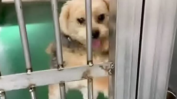 飼い主によって収容所に持ち込まれた犬→必死で檻をカリカリして…現在も続く行動と『意味の違い』に涙「幸せなカリカリで泣いた」と3万再生(ブログ)