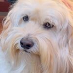おじいちゃんの家から『３歳のお客さん』が帰ると、残った犬が…まさかの『不満爆発する光景』が33万再生「めちゃ拗ねてて草」「我慢えらいｗ」(ブログ)