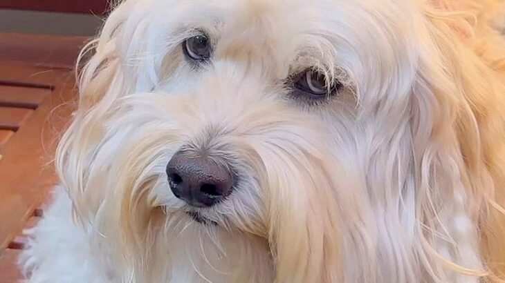 おじいちゃんの家から『３歳のお客さん』が帰ると、残った犬が…まさかの『不満爆発する光景』が33万再生「めちゃ拗ねてて草」「我慢えらいｗ」(ブログ)