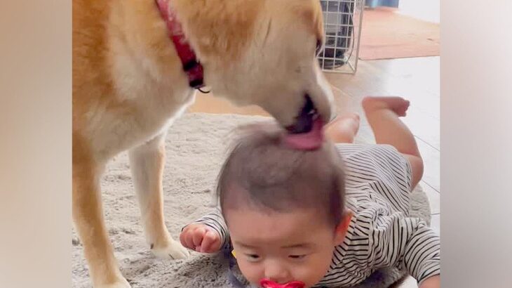 柴犬が暮らす家に『赤ちゃんが生まれた』結果→スクスクと育って…思わず涙がでる『3年後の光景』が98万再生「素敵すぎる」「泣けた」と絶賛(ブログ)