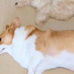 1時間かけて『犬のブラッシングをした』結果…想定を遥かに超える『まさかの成果』に10万いいね集まる「分身の術だ」「もう1匹生まれた…」(ブログ)