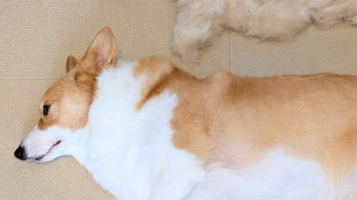 1時間かけて『犬のブラッシングをした』結果…想定を遥かに超える『まさかの成果』に10万いいね集まる「分身の術だ」「もう1匹生まれた…」(ブログ)