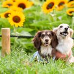 犬に絶対NGな『夏のタブー行為』5選　飼い主が怠ってはいけない必ずすべき対策とは？(ブログ)