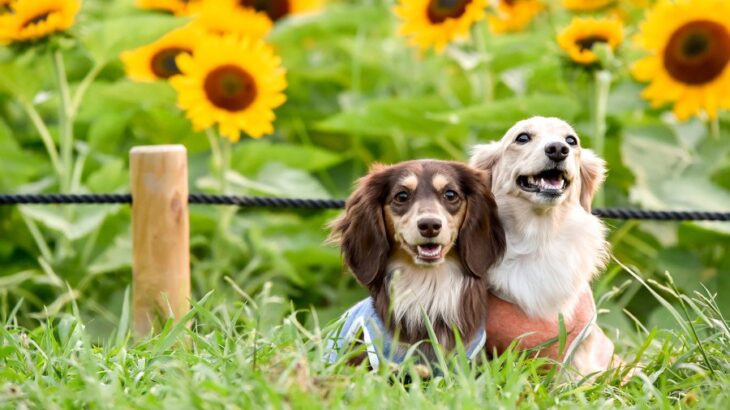 犬に絶対NGな『夏のタブー行為』5選　飼い主が怠ってはいけない必ずすべき対策とは？(ブログ)