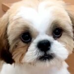 まるで天使のような赤ちゃん犬→まさかの『ぶちゃいくに進化していく光景』が面白かわいいと52万再生「睨んでるｗ」「うちも同じ」と絶賛(ブログ)