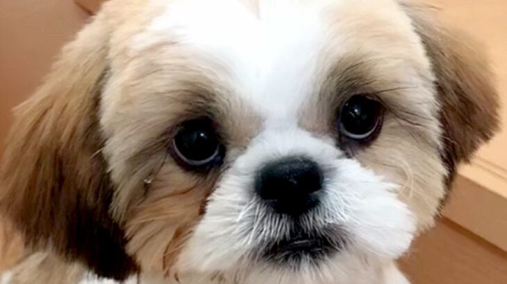 まるで天使のような赤ちゃん犬→まさかの『ぶちゃいくに進化していく光景』が面白かわいいと52万再生「睨んでるｗ」「うちも同じ」と絶賛(ブログ)