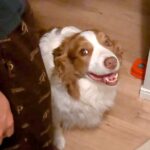 いつも1番に寝室に行く犬→階段の下で動かないので心配していると…可愛すぎる『まさかの理由』に悶絶「まさにお姫様」「甘え上手」と34万再生(ブログ)