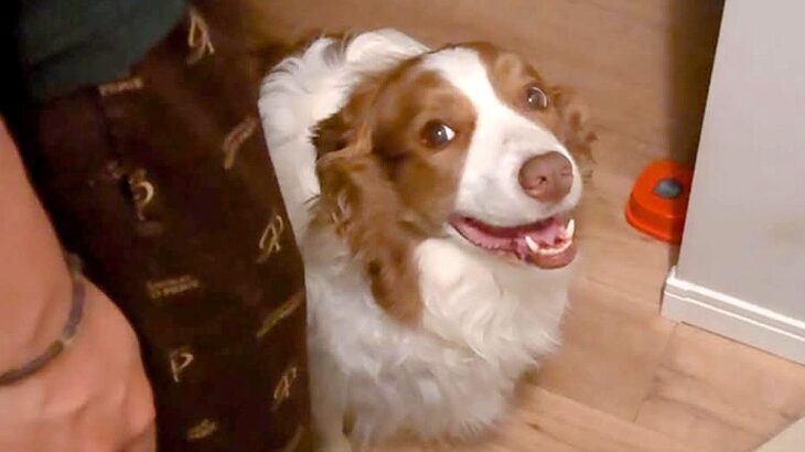 いつも1番に寝室に行く犬→階段の下で動かないので心配していると…可愛すぎる『まさかの理由』に悶絶「まさにお姫様」「甘え上手」と34万再生(ブログ)