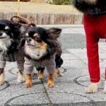 『本当に小型犬…？』３匹のチワワが並んだ結果→なぜか１匹だけ…目を疑う『衝撃的なサイズ差』が305万表示「柴犬かと思ったｗ」と爆笑(ブログ)