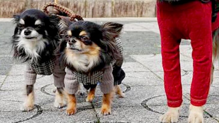『本当に小型犬…？』３匹のチワワが並んだ結果→なぜか１匹だけ…目を疑う『衝撃的なサイズ差』が305万表示「柴犬かと思ったｗ」と爆笑(ブログ)