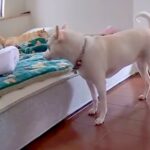 寝起きが悪いお姉ちゃん犬→妹犬がベッドに近づいた次の瞬間…起こさないよう気を遣って見せた『まさかの行動』が18万再生「健気でかわいい」(ブログ)