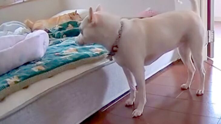 寝起きが悪いお姉ちゃん犬→妹犬がベッドに近づいた次の瞬間…起こさないよう気を遣って見せた『まさかの行動』が18万再生「健気でかわいい」(ブログ)
