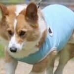 『カッコよく走っている犬』かと思ったら…よくよく見てみると→想定と違いすぎる光景に3万いいね集まる「本当だ、騙されたｗ」「鉄棒で草」(ブログ)