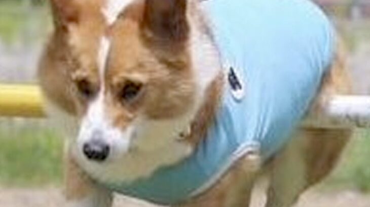 『カッコよく走っている犬』かと思ったら…よくよく見てみると→想定と違いすぎる光景に3万いいね集まる「本当だ、騙されたｗ」「鉄棒で草」(ブログ)