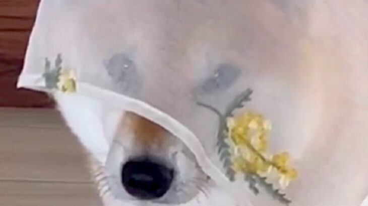 こっそりおやつを食べる飼い主→振り返ったら犬が…『隠せると思ったのか？』想定外の光景に4万いいね「家政婦は見たｗ」「ちょっと怒ってて草」(ブログ)