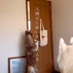 どんなドアでも開けられる大型犬→完全に『自分を人間だと思っている光景』に「天才！すごいですね」「うちも開ける専門ですｗ」と称賛の声(ブログ)