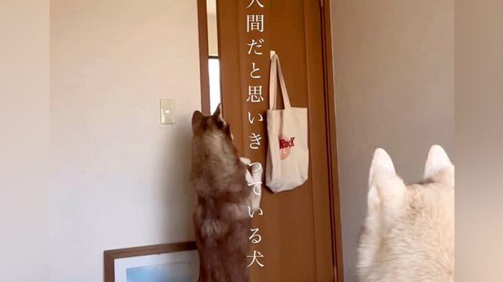 どんなドアでも開けられる大型犬→完全に『自分を人間だと思っている光景』に「天才！すごいですね」「うちも開ける専門ですｗ」と称賛の声(ブログ)