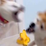 おやつが入ったおもちゃを『うまく使える犬』と『使えない犬』…突然始まった『想定外の展開』が20万再生「いきなりｗ」「激しすぎて草」と爆笑(ブログ)