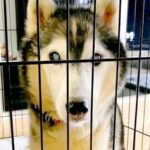 飼育放棄された『10kgしかない大型の老犬』→お迎えすると決めた結果…思わず涙が溢れる『現在の光景』に「本当の飼い主に出会えてよかった」(ブログ)