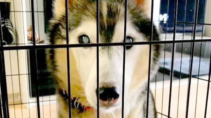 飼育放棄された『10kgしかない大型の老犬』→お迎えすると決めた結果…思わず涙が溢れる『現在の光景』に「本当の飼い主に出会えてよかった」(ブログ)