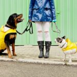 愛犬との『雨の日のお散歩』で役立つ便利グッズ5選　帰宅後のケアを快適にしてくれるアイテムをご紹介(ブログ)