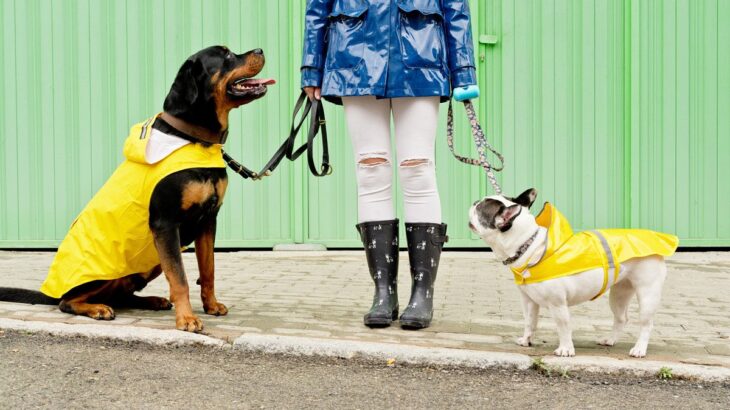 愛犬との『雨の日のお散歩』で役立つ便利グッズ5選　帰宅後のケアを快適にしてくれるアイテムをご紹介(ブログ)