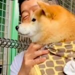 動物園で初めて『トラ』を見た犬→お父さんに抱っこしてもらっているのに…まるで人間の子供のような反応が42万再生「怖いねｗ」「微笑ましい」(ブログ)