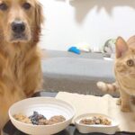犬と猫に『納豆』食べさせてみた→口に合わないかなと思ったら…正反対すぎる反応が14万再生「気持ち良い食べっぷり」「猫の分も吸い込んで草」(ブログ)