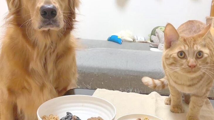 犬と猫に『納豆』食べさせてみた→口に合わないかなと思ったら…正反対すぎる反応が14万再生「気持ち良い食べっぷり」「猫の分も吸い込んで草」(ブログ)