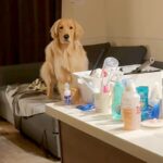 ソファでくつろぐ大型犬を撮影→一瞬だけ隠れてみたら、次の瞬間…思わず驚いてしまう『猫のような行動』が24万再生「声出たｗ」「瞬間移動！」(ブログ)